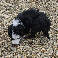 Felix , a male Miniature Bernedoodle for sale in Nokomis, IL – Photo 4 of 9