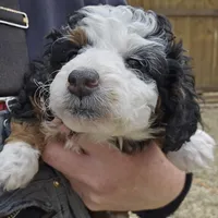 Felix , a male Miniature Bernedoodle for sale in Nokomis, IL – Photo 6 of 9