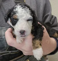 Fonz, a male Miniature Bernedoodle for sale in Nokomis, IL – Photo 9 of 9