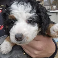 Felix , a male Miniature Bernedoodle for sale in Nokomis, IL – Photo 5 of 9