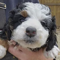 Felix , a male Miniature Bernedoodle for sale in Nokomis, IL – Photo 7 of 9