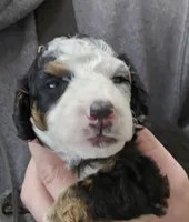 Fonz, a male Miniature Bernedoodle for sale in Nokomis, IL – Photo 5 of 9