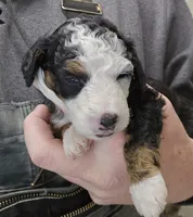Fonz, a male Miniature Bernedoodle for sale in Nokomis, IL – Photo 8 of 9
