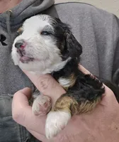 Fonz, a male Miniature Bernedoodle for sale in Nokomis, IL – Photo 7 of 9