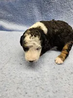 Fonz, a male Miniature Bernedoodle for sale in Nokomis, IL – Photo 2 of 9