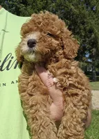Mikey, a male Miniature Goldendoodle for sale in Nokomis, IL – 2 of 8