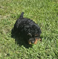Max, a male Miniature Goldendoodle for sale in Nokomis, IL – 7 of 8