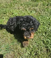 Max, a male Miniature Goldendoodle for sale in Nokomis, IL – 8 of 8