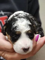 Layla, a female Miniature Bernedoodle for sale in Nokomis, IL – 3 of 4