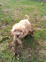 Mila, a female Miniature Goldendoodle for sale in Nokomis, IL – Photo 7 of 8