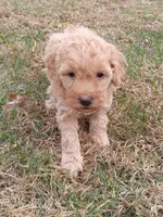 Mila, a female Miniature Goldendoodle for sale in Nokomis, IL – Photo 4 of 8
