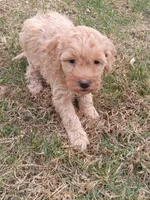 Mila, a female Miniature Goldendoodle for sale in Nokomis, IL – Photo 6 of 8