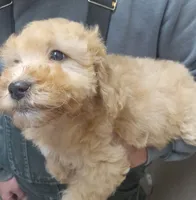 Mila, a female Miniature Goldendoodle for sale in Nokomis, IL – Photo 1 of 8