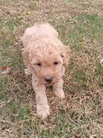 Mila, a female Miniature Goldendoodle for sale in Nokomis, IL – Photo 5 of 8