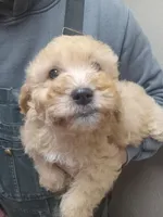 Mila, a female Miniature Goldendoodle for sale in Nokomis, IL – Photo 2 of 8