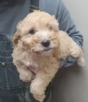 Mila, a female Miniature Goldendoodle for sale in Nokomis, IL – Photo 3 of 8