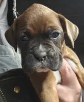 processed/1de77660-f3bd-4200-80ea-918fe0971af7/listing/1c50051f-7cb7-4937-9c05-cf88d844c732/131317ca-9275-467f-955e-a355203f7112