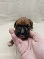 processed/1de77660-f3bd-4200-80ea-918fe0971af7/listing/1c50051f-7cb7-4937-9c05-cf88d844c732/8b70a85a-14c3-4e64-8216-465483255de3