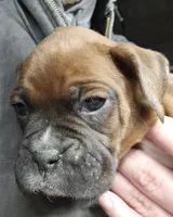 processed/1de77660-f3bd-4200-80ea-918fe0971af7/listing/1c50051f-7cb7-4937-9c05-cf88d844c732/9c29d5c3-9483-490c-b7e7-a1e486e1b6b4