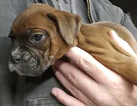 processed/1de77660-f3bd-4200-80ea-918fe0971af7/listing/1c50051f-7cb7-4937-9c05-cf88d844c732/d784bf8b-929e-4941-85dc-b33960ab3264