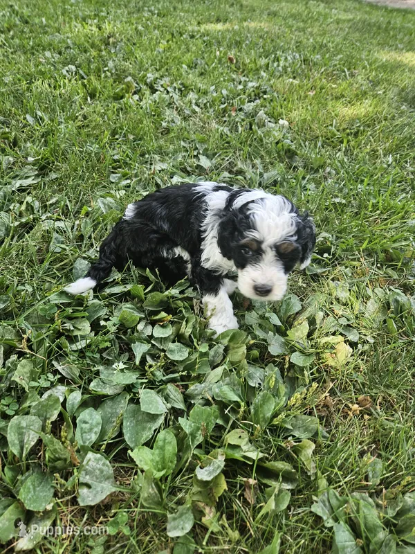 Layla – Miniature Bernedoodle puppy for sale in Nokomis, IL