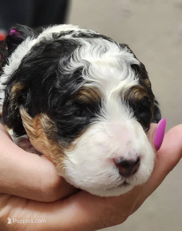 Layla – Miniature Bernedoodle puppy for sale in Nokomis, IL