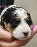 Layla, a female Miniature Bernedoodle for sale in Nokomis, IL – 1 of 4