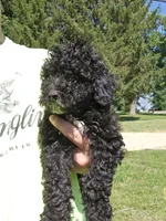 Sadie, a female Miniature Goldendoodle for sale in Nokomis, IL – 3 of 10