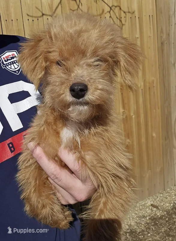 Sasha , a female Miniature Goldendoodle for sale in Nokomis, IL – Photo 1 of 7