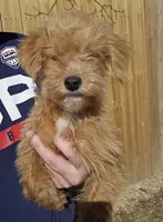 Sasha , a female Miniature Goldendoodle for sale in Nokomis, IL – Photo 1 of 7