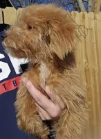 Sasha , a female Miniature Goldendoodle for sale in Nokomis, IL – Photo 4 of 7