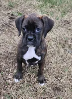 Rocko, a male Boxer for sale in Nokomis, IL – Photo 3 of 5