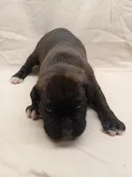 processed/1de77660-f3bd-4200-80ea-918fe0971af7/listing/27769788-ac2e-4892-aafe-f0b0a8885376/4311617c-227d-4353-b387-035ca5f42db4