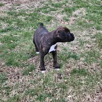 Rocko, a male Boxer for sale in Nokomis, IL – Photo 2 of 5