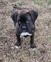 Rocko, a male Boxer for sale in Nokomis, IL – Photo 1 of 5
