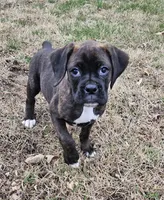 Rocko, a male Boxer for sale in Nokomis, IL – Photo 4 of 5