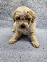 processed/1de77660-f3bd-4200-80ea-918fe0971af7/listing/2d4d7ea4-3109-4c87-b868-4a247e768cef/3259c506-ea93-4fcf-8f24-29e81e88221f