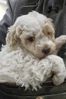 processed/1de77660-f3bd-4200-80ea-918fe0971af7/listing/2d4d7ea4-3109-4c87-b868-4a247e768cef/96762751-e433-4fef-bdbf-f530e1afac6d