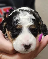 Layla, a female Miniature Bernedoodle for sale in Nokomis, IL – 4 of 4