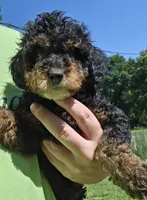 Max, a male Miniature Goldendoodle for sale in Nokomis, IL – 1 of 8