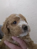 processed/1de77660-f3bd-4200-80ea-918fe0971af7/listing/33fbfe73-901b-4edd-a0a5-6f07032c5f81/462f3a9b-04a4-4e2e-9cd7-0676bcd8c25f