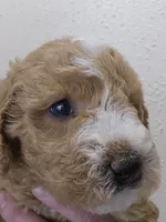 processed/1de77660-f3bd-4200-80ea-918fe0971af7/listing/33fbfe73-901b-4edd-a0a5-6f07032c5f81/8c2d574e-4824-4119-995a-635065d18097