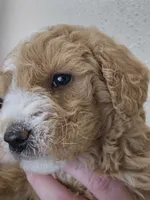 processed/1de77660-f3bd-4200-80ea-918fe0971af7/listing/33fbfe73-901b-4edd-a0a5-6f07032c5f81/e6cf2425-e28e-4789-a3c6-20b33e078d45