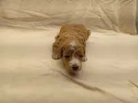 processed/1de77660-f3bd-4200-80ea-918fe0971af7/listing/33fbfe73-901b-4edd-a0a5-6f07032c5f81/eaa2a486-9ced-4bc1-8d4f-f539e2455c89