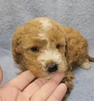 processed/1de77660-f3bd-4200-80ea-918fe0971af7/listing/33fbfe73-901b-4edd-a0a5-6f07032c5f81/f226463c-e32e-4055-bdb4-5382ecf2ef00