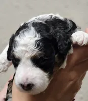 Bruno, a male Miniature Bernedoodle for sale in Nokomis, IL – 3 of 4