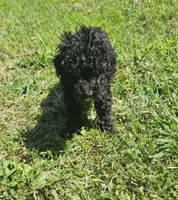 Sadie, a female Miniature Goldendoodle for sale in Nokomis, IL – 8 of 10