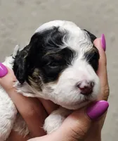 Stan , a male Miniature Bernedoodle for sale in Nokomis, IL – 2 of 2