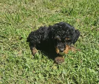 Max, a male Miniature Goldendoodle for sale in Nokomis, IL – 3 of 8