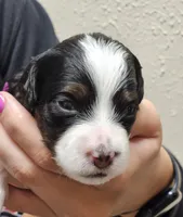 Sadie, a female Miniature Bernedoodle for sale in Nokomis, IL – 2 of 5